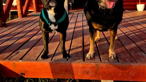 Guarderías para perros: un negocio que crece al ritmo de una nueva forma de vincularse con las mascotas