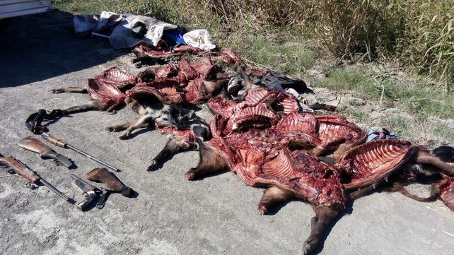 Decomisaron chanchos cimarrones faenados y depredados en el norte santafesino