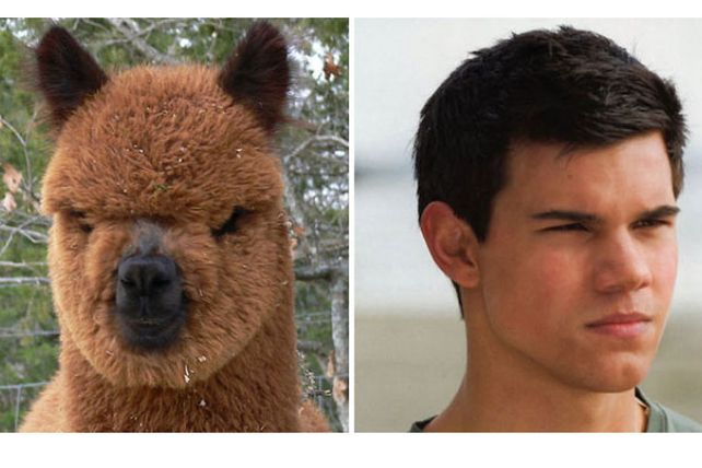 Personas, animales y objetos que son similares entre sí