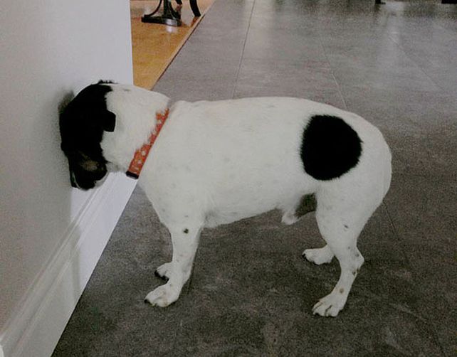 La inusual postura de una mascota que demanda una visita urgente al veterinario