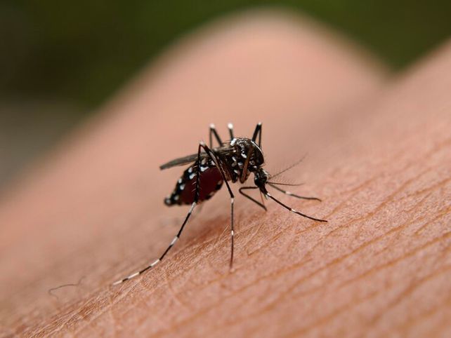 Dengue: la ola polar exterminó a los mosquitos, pero la batalla contra el virus continúa