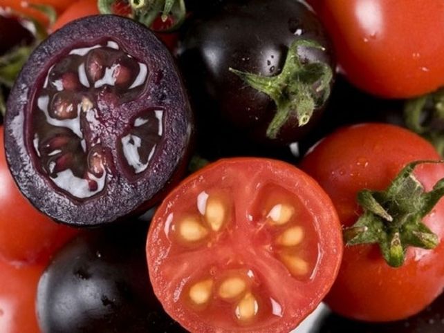 Crean un tomate morado que podría curar el cáncer