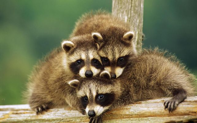 Instinto maternal: la feroz reacción de una mapache contra un gato montés por sus crías