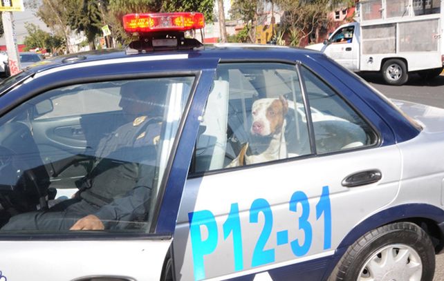 Un perro delató a su propio dueño que escapaba de una persecución policial