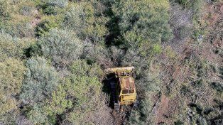 La tala de especies autóctonas en Entre Ríos es un flagelo que atenta contra el equilibrio ambiental.