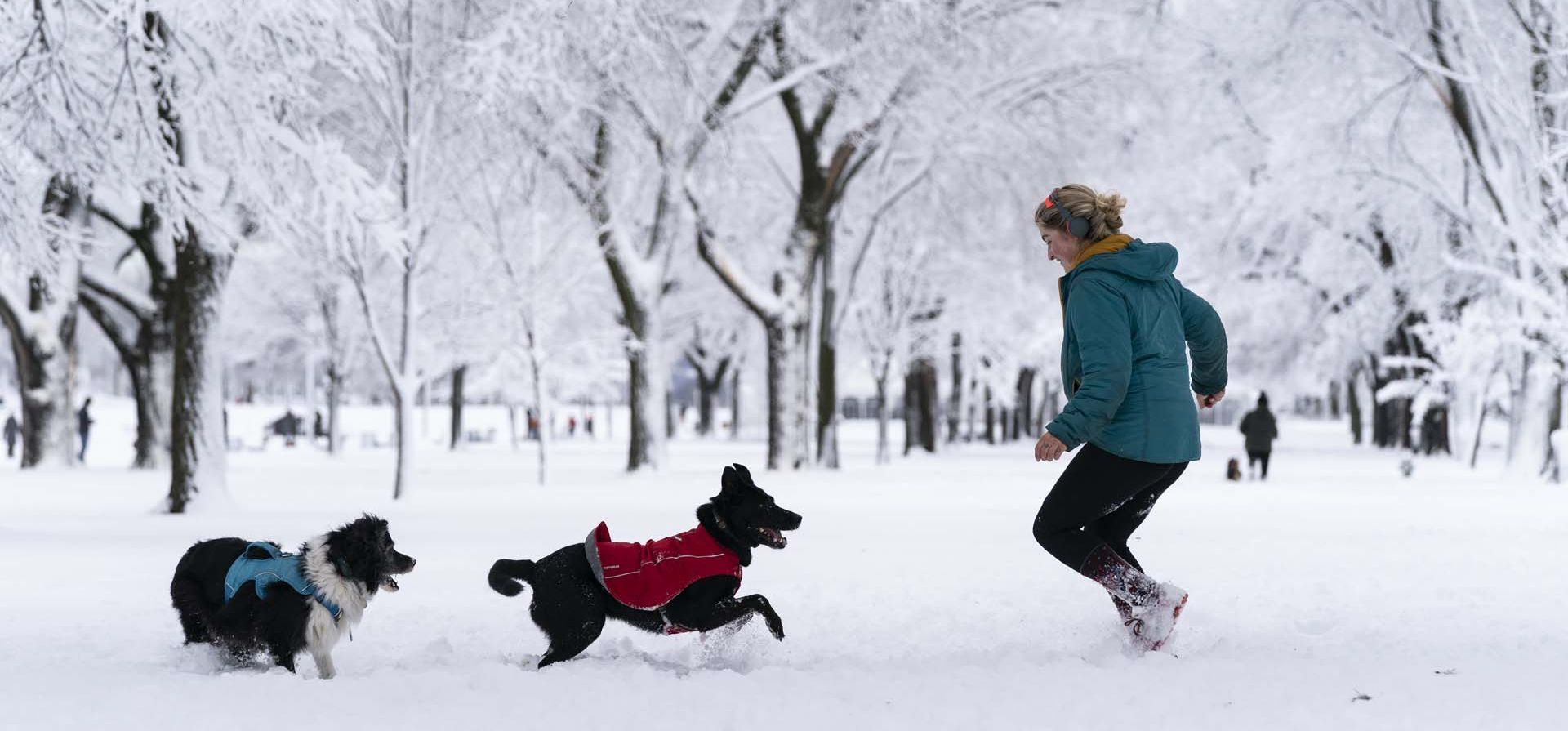 Una mujer juega con sus perros, en el National Mall en la nieve, en Washington. Foto: AP