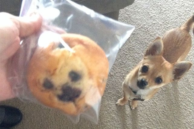 Personas, animales y objetos que son similares entre sí