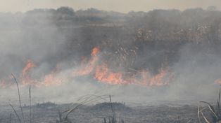 Las quemas en el delta del Paraná generan graves consecuencias ambientales y afectan la calidad de vida de los habitantes de la región.