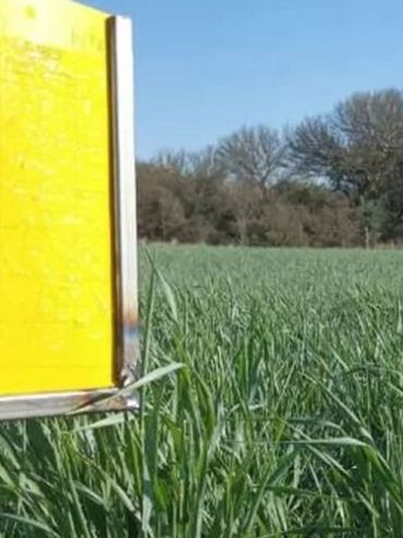 Aumenta la presencia de la chicharrita del maíz y refuerzan el alerta de monitoreo