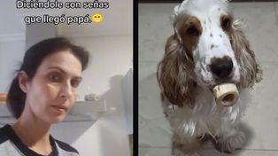 El video de un perro sordo se hizo viral por entender el lenguaje de señas