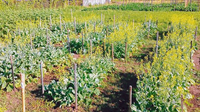 optimo. El grano alcanza la madurez fisiológica para cosecharlo cuando alcanza una humedad entre 45 y 46%.