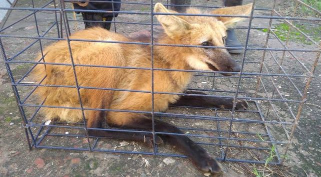 EL animal apareció en un centro deportivo de Ceres.&nbsp;