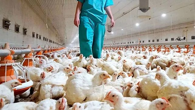 Argentina cancela temporalmente los envíos de productos aviares a países con los que tiene acuerdo sanitario libre de gripe aviar