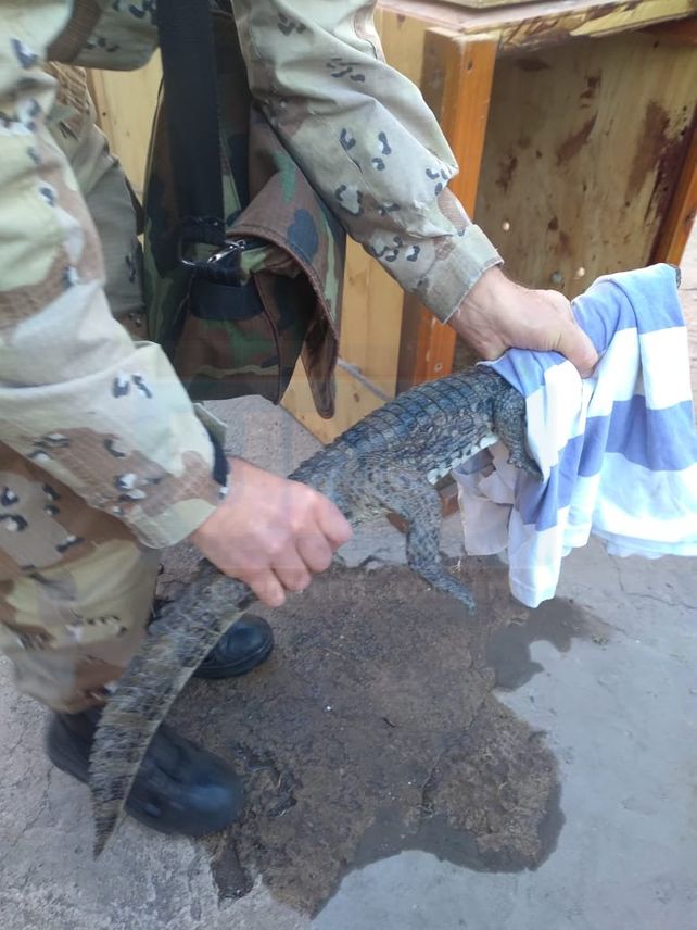 Extrañas mascotas: rescataron un yacaré y un carancho