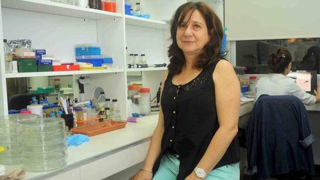 Estados Unidos autorizó el trigo resistente a sequía creado por investigadores santafesinos