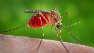 Tras una semana de lluvias, humedad y calor, proliferaron los mosquitos en Paraná. Predomina la especie culex vector de importantes enfermedades, como el virus del Nilo Occidental, filariasis, encefalitis virales y la malaria aviar.