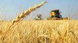 Trigo: la región centro, protagonista principal de la campaña 2025/26 Trigo: la región centro, protagonista principal de la campaña 2025/26