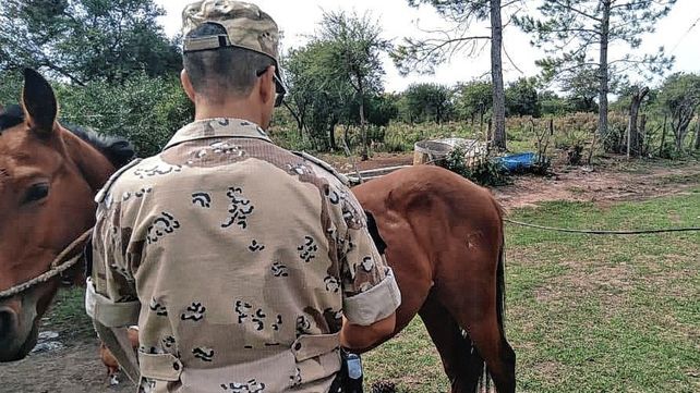 Gualeguaychú: recuperaron un potrillo zaino colorado robado