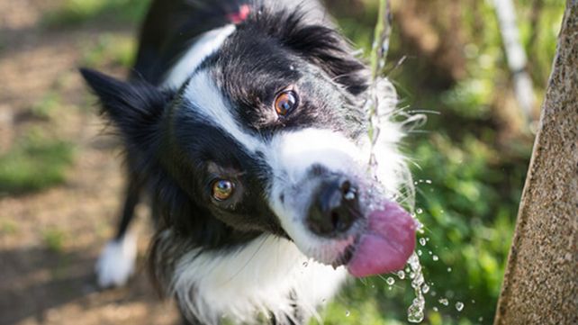 ¿Cómo prevenir el golpe de calor en mascotas?