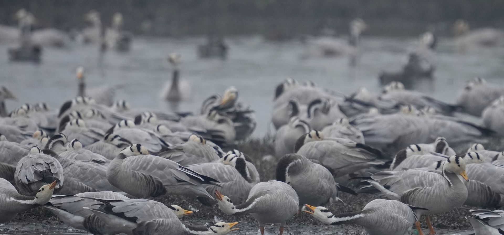 Los gansos de cabeza de barra, que migran a la región en invierno, se reúnen en un humedal en la aldea de Gharana en Ranbir Singh Pura, India, el miércoles 2 de febrero de 2022. El 2 de febrero se celebra el Día Mundial de los Humedales para crear conciencia pública sobre la beneficios y valor de los humedales.