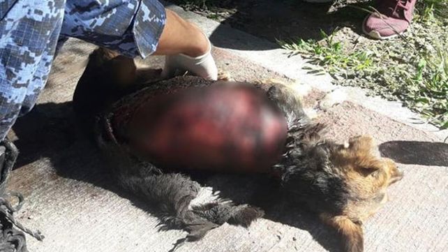 Encontraron a una perrita despellejada en Córdoba