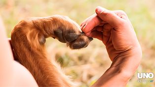UNO en el marco de su 25 aniversario, celebra el día del animal junto a sus lectores y seguidores de redes sociales a través de un sorteo que contará con 6 premios para perros y gatos.
