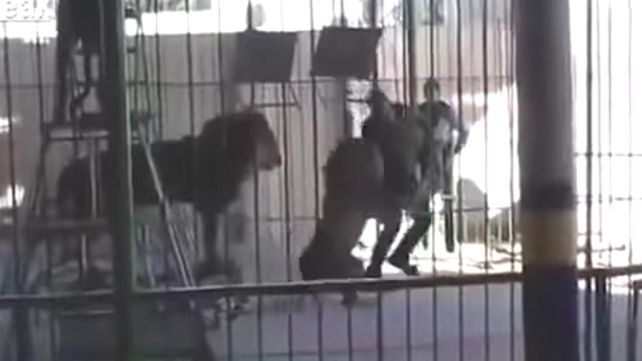 El tremendo video de un domador que murió tras ser atacado por un león en pleno show