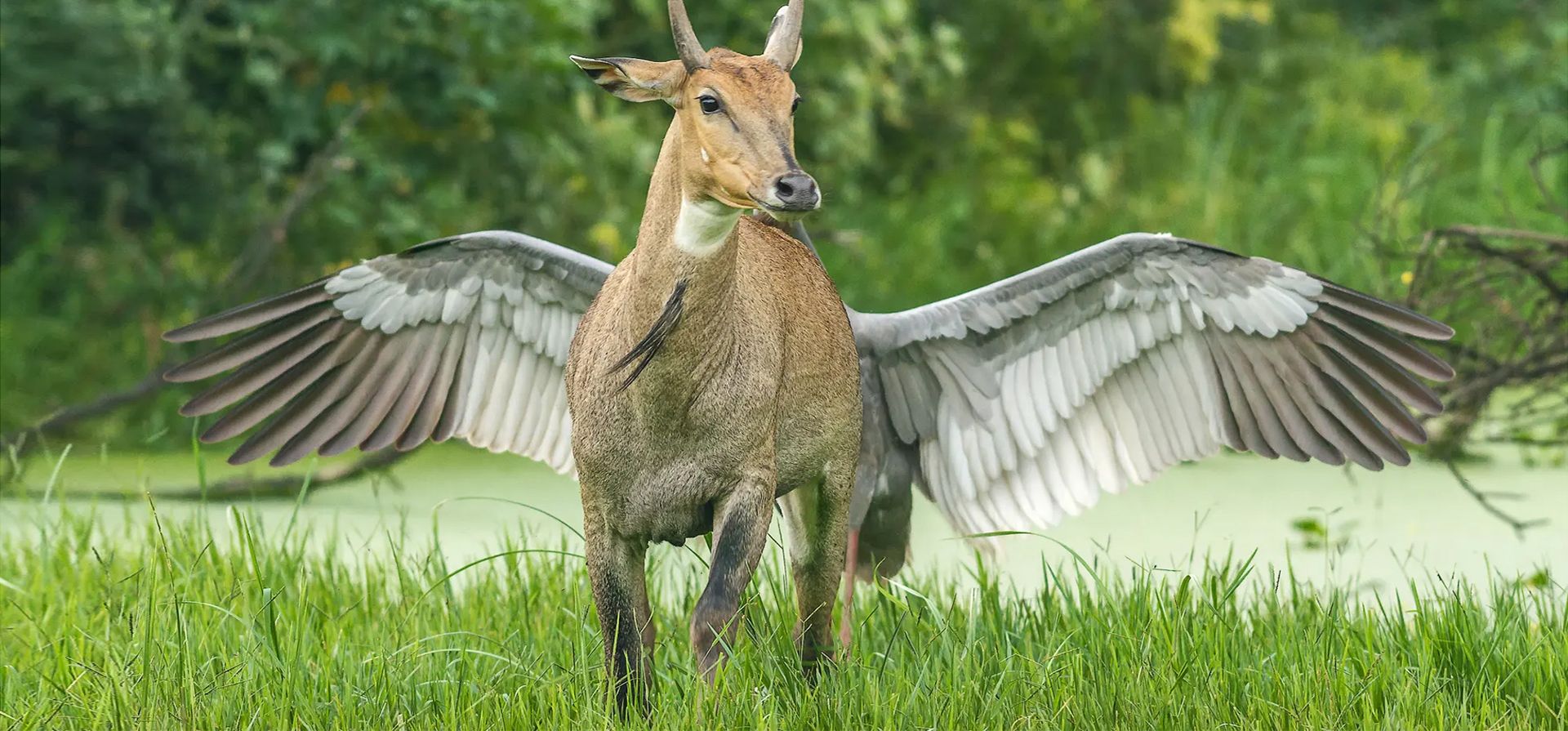 "Pegaso, el caballo volador". Una grulla sarus india aleja a un antílope de su nido para proteger su huevo en el parque nacional de Keoladeo, India. Fotografía: Jagdeep Rajput/Comedywildlifephoto.com