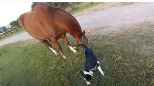 Amor de perro: aprendió a pasear un caballo y el video explotó en las redes