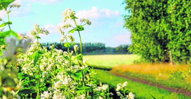 El cultivo tiene mejores propiedades alimenticias que los cereales tradicionales y busca insertarse en el país.