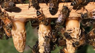 Temporada de abejas y un caso fatal: ¿qué hay que hacer con los enjambres?