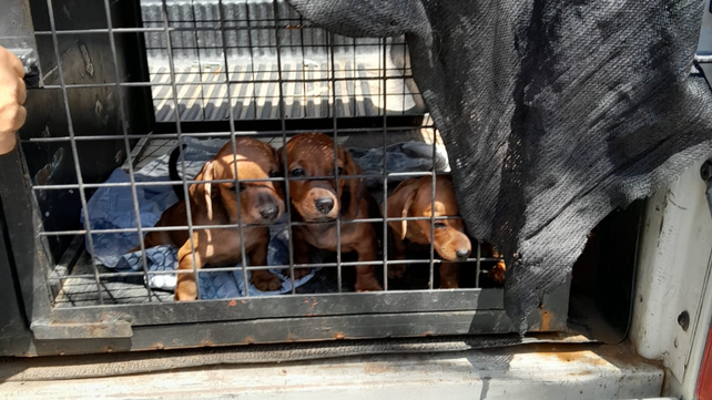 Tres cachorros de perro salchicha rescatados a principios de 2025 de un criadero ilegal en zona noroeste.
