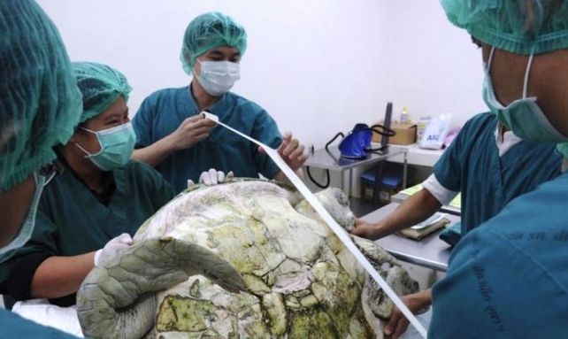 El triste final de la tortuga gigante a la que operaron para sacarle 915 monedas de la panza