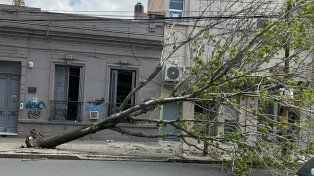 Alveal al 300. Una árbol cayó este lunes a la tarde como consecuencia del fuerte viento.