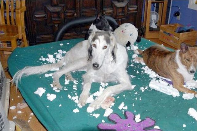 Mascotas infraganti: fotos de lo que ellos hacen cuando vos no estás