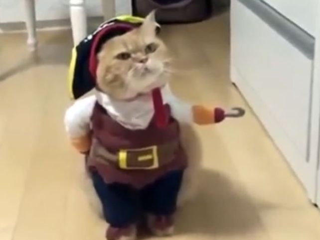 Viral: el gato pirata que está rompiendo internet