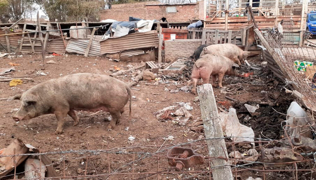La triquinosis proviene de productos derivados de la carne de cerdo cruda o mal cocida y de animales mal alimentados.