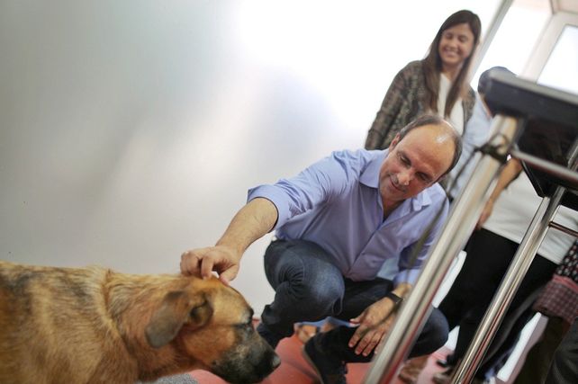 perros