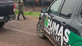 Recuperaron 161 animales robados tras la denuncia del influencer La Joya Agro en el sur santafesino