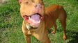El ataque feroz de un perro pitbull dejó malheridas a dos hermanas que quedaron internadas en el Cullen