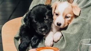 Los bares pet friendly son una tendencia que se impone en Rosario.&nbsp;