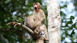 Las divertidas imágenes  del Comedy Wildlife Photography Awards 2020