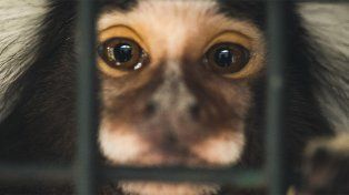El amparo legal de los animales como sujeto de derechos, los tibios avances en Entre Ríos. Causas y denuncias archivadas. Casos de Mateo y Toti como antecedente