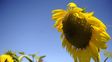 El girasol presenta una clara ventaja relativa y márgenes más competitivos frente a alternativas como la soja y el maíz de cara al inicio de la ventana de siembra. El girasol presenta una clara ventaja relativa y márgenes más competitivos frente a alternativas como la soja y el maíz de cara al inicio de la ventana de siembra.