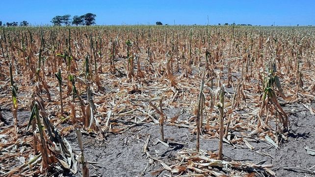 Sequía: Victoria, Diamante y Gualeguay, las zonas afectadas