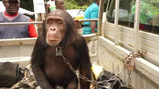 Lanzan campaña para que los simios sean patrimonio vivo de la humanidad