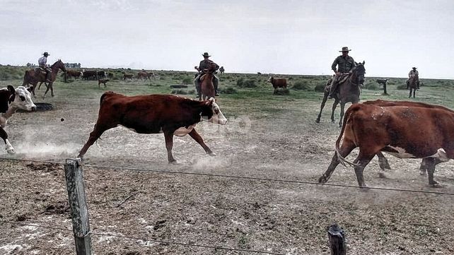 Precios de la carne en alza porque el ganado aumenta de precios