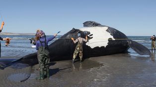 Chubut: ya son 13 las ballenas australes muertas