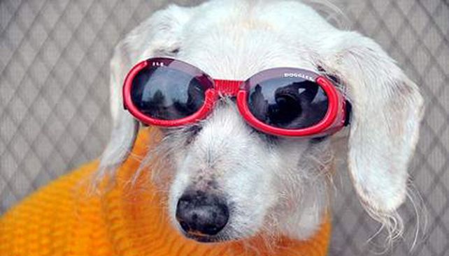 Chanel, la perra m&aacute;s vieja del mundo, muri&oacute; a los 21 a&ntilde;os