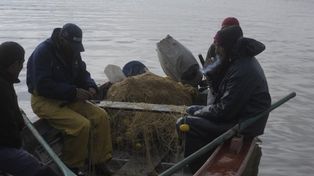 Santa Fe y Entre Ríos quieren determinar los cupos de extracción de sábalo del río